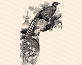 Reeves' Pheasant Victorian Vector Clipart | Antique Vintage Long-tailed Bird Phasianus Reevesii | Instant Download Clipart | SVG PNG JPG