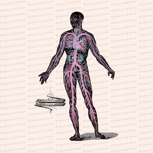 Victorian Circulatory System Physiology Vector Clipart | Vintage Antique Circulation Blood Heart Arteries Veins Anatomy Color SVG PNG JPG