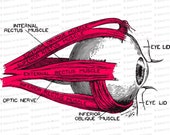 Vintage Edwardian Anatomical Color Vector Clipart | Antique Human Eye Anatomy Diagram SVG PNG JPG