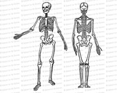 Digital Vintage Edwardian Skeleton | Front and Back | Halloween Vector Clipart Instant Download SVG PNG JPG