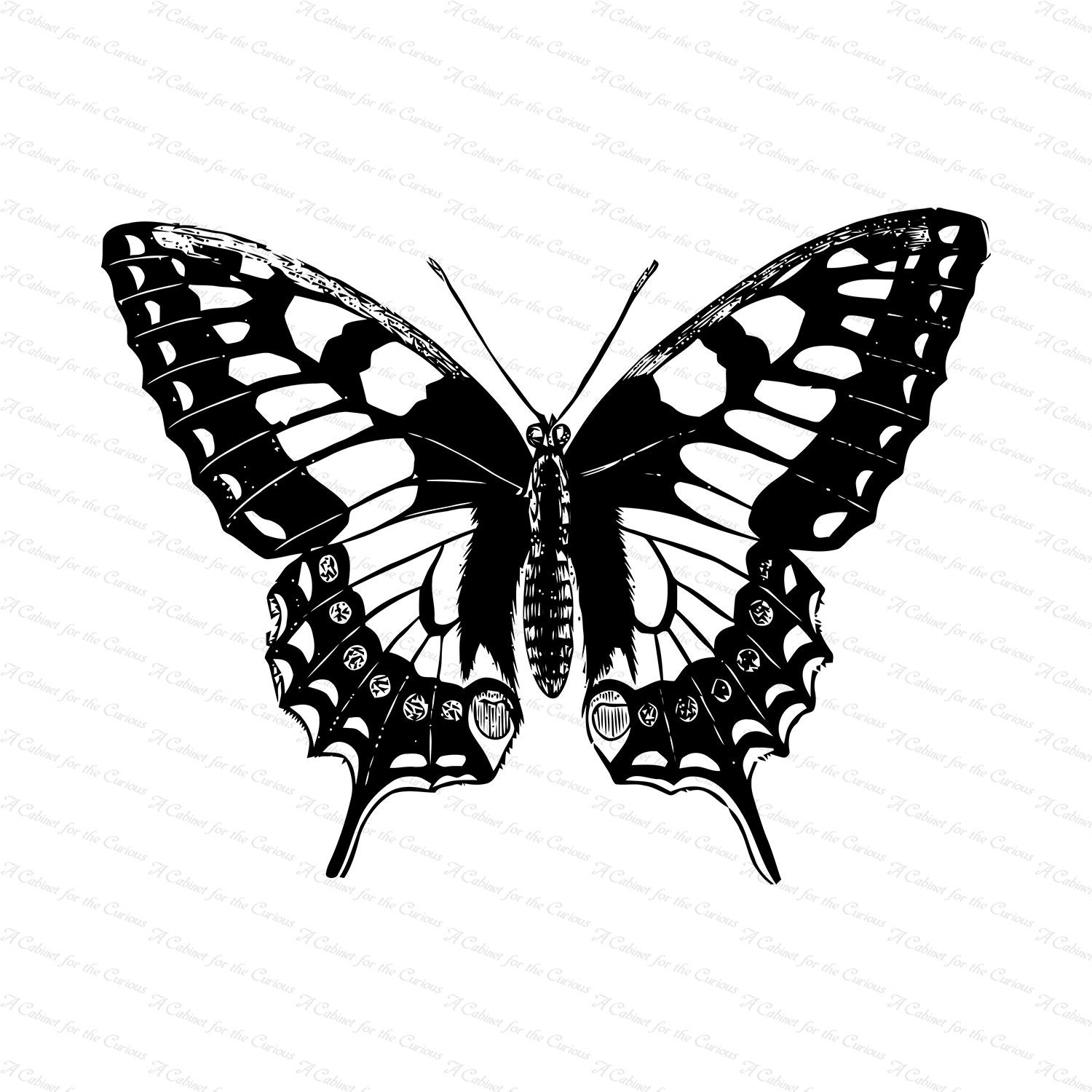 Victorian Swallow-tailed Butterfly (papilio Machaon) Vector Clip