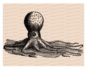 Edwardian Octopus | Antique Vintage Ocean Life Devilfish Mollusc Cephalapod Vector Clip Art SVG PNG JPG Instant Digital Download