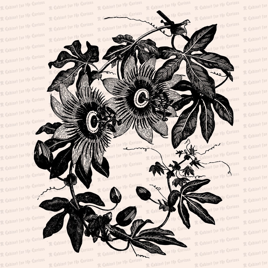 Victorian Passion Flower Vine Vector Clip Art | Vintage Floral