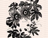 Victorian Passion Flower Vine Vector Clip Art | Vintage Floral, Black and White Passionflower | Instant Download SVG PNG JPG