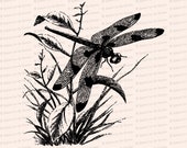 Victorian Dragonfly  | Antique Vintage Insect Vector Clip Art SVG PNG JPG Instant Digital Download