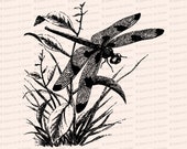 Victorian Dragonfly  | Antique Vintage Insect Vector Clip Art SVG PNG JPG Instant Digital Download