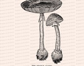 Vintage 1908 Deadly Agaric Mushroom Vector Clip Art | Antique Edwardian Amanita phalloides fungus | Fungi Botanical Clipart | PNG JPG SVG