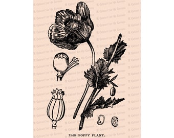 Edwardian Poppy | Antique Opium Poppy Papaver somniferum Flower | Vintage Botanical Floral Vector Clip Art Instant Download PNG JPG SVG