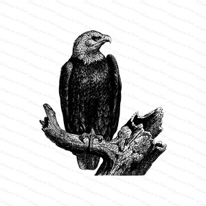 Vintage Bald Eagle Antique Victorian Eagle Haliaeetus leucocephalus Patriotic Clipart Instant Digital Download SVG PNG JPG image 2