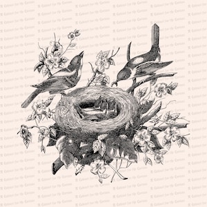 Uccelli vittoriani, nido e fiori, nutrire i piccoli Clipart vettoriali / Antichi uccellini SVG PNG JPG Download istantaneo