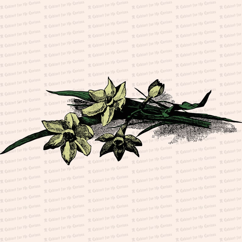 Free Free 158 Narcissus Flower Svg SVG PNG EPS DXF File