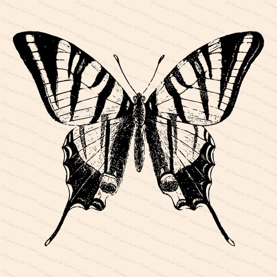 Free Free Vintage Butterfly Svg 76 SVG PNG EPS DXF File