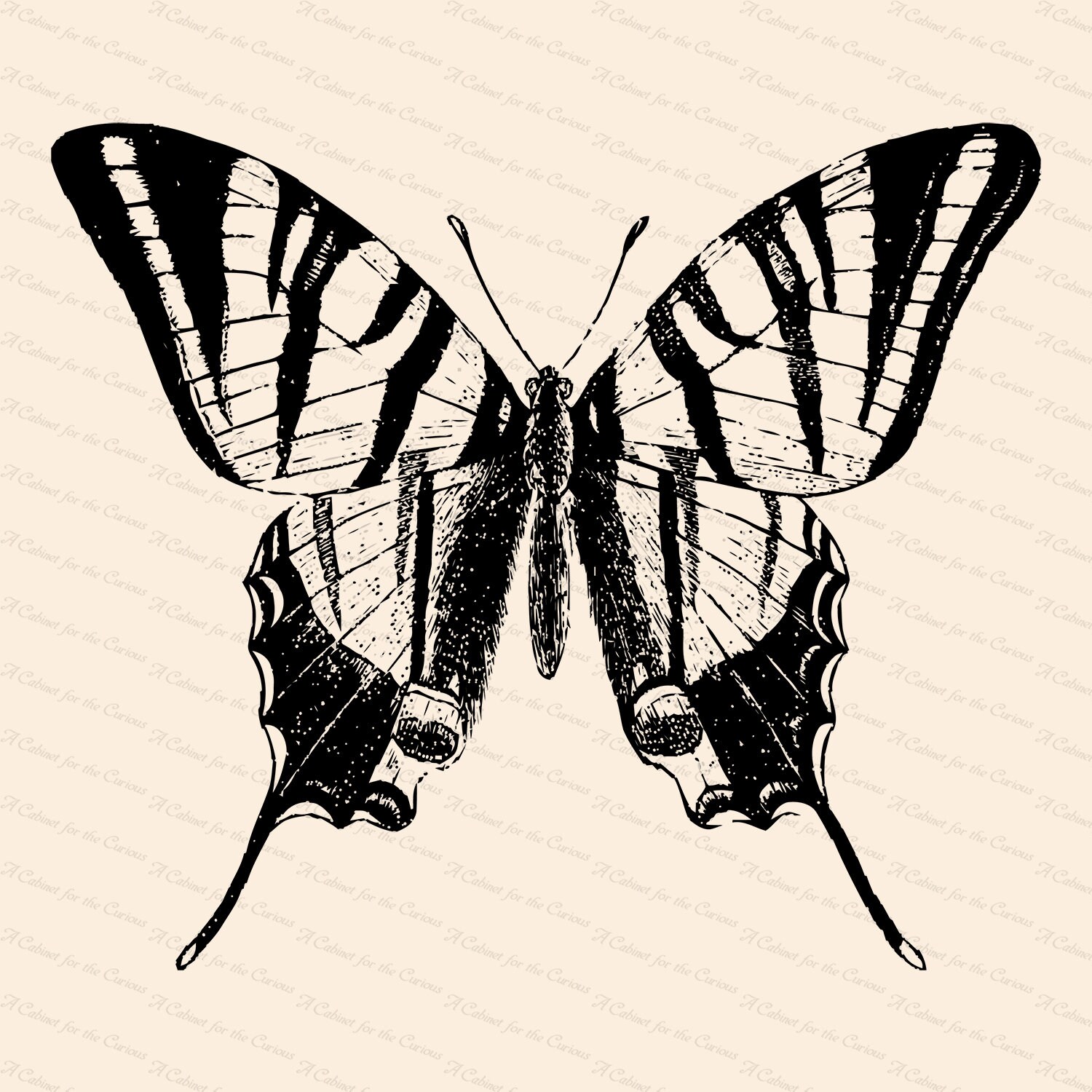 Download Victorian Scarce Swallow Tailed Butterfly Papilio Podalirius Etsy