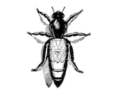 Edwardian Queen Bee  | Antique Vintage Insect Vector Clip Art SVG PNG JPG Instant Digital Download Realistic