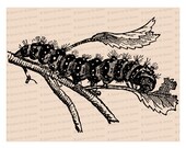 Edwardian Caterpillar | Antique Vintage Insect Vector Clip Art SVG PNG JPG Instant Digital Download