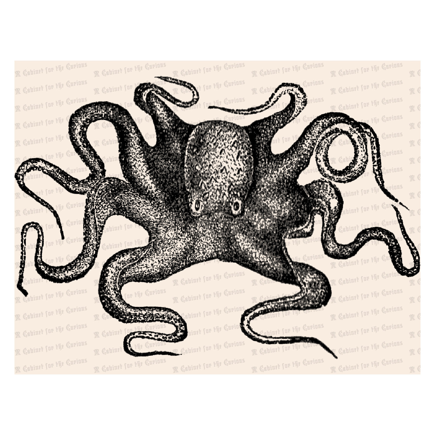 【中古】「未使用品」［CD］OCTOPUS il_fullxfull.1678334260_cj05.jpg