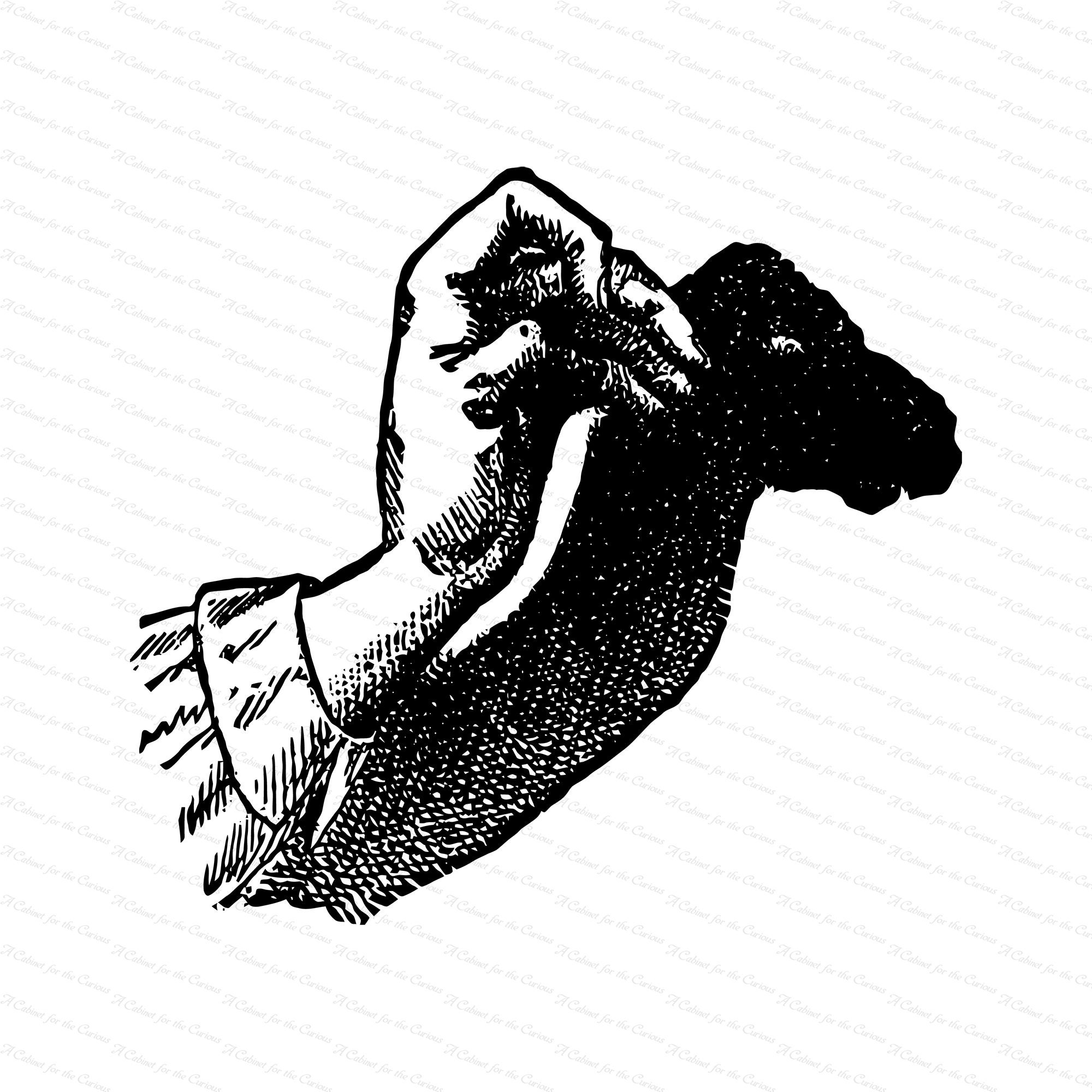 Vintage Victorian Shadow Puppet 1890s Camel Shadow Puppet Etsy