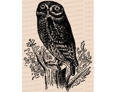 Edwardian Owl | Antique Vintage Bird Vector Clip Art SVG PNG JPG Instant Digital Download