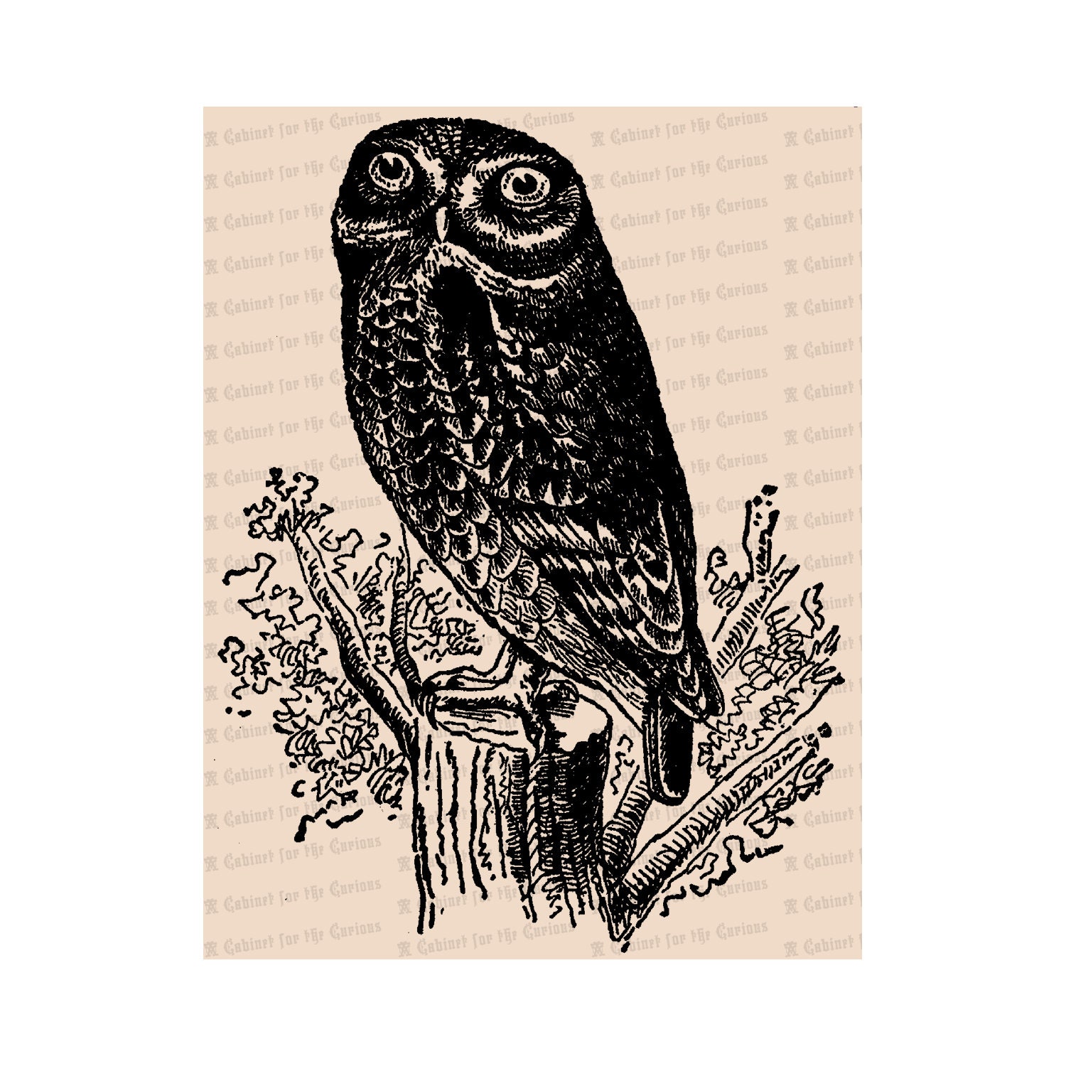 Vintage Owl Vector