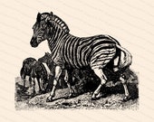 Victorian Zebra Vector Clipart | Antique Vintage Zebras | Instant Download Clipart | SVG PNG JPG