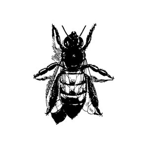May include: Black and white line drawing of a bee with wings spread out.