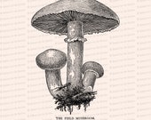 Vintage 1908 Field Mushroom Vector Clip Art | Antique Edwardian Agaricus campestris | Fungi Botanical Mushrooms Clipart | PNG JPG SVG