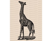 Victorian Giraffe | Antique Vintage African Animals Vector Clip Art SVG PNG JPG Instant Digital Download