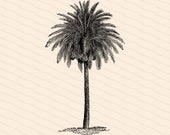 Victorian Palm Tree | Antique Vintage 1880s Arecaceae | Vintage Tropical Vector Clip Art Instant Download PNG JPG SVG