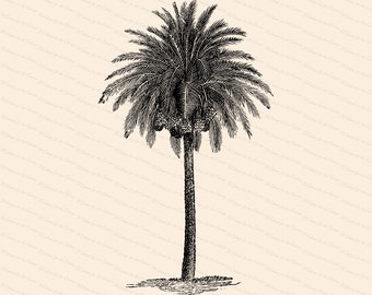 Victorian Palm Tree | Antique Vintage 1880s Arecaceae | Vintage Tropical Vector Clip Art Instant Download PNG JPG SVG
