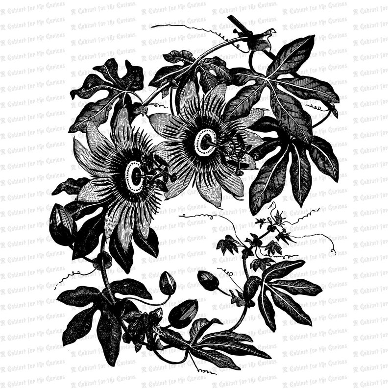 Download Victorian Passion Flower Vine Vector Clip Art Vintage | Etsy