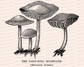 Vintage 1908 Fairy Ring Mushrooms Vector Clip Art | Antique Edwardian Marasmius oreades mushroom | Fungi Botanical Clipart | PNG JPG SVG