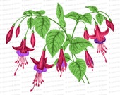 Victorian Fuschia Flowers Vector Clip Art | Antique Fuchsia magellanica | Vintage Floral Botanical Color | PNG JPG SVG