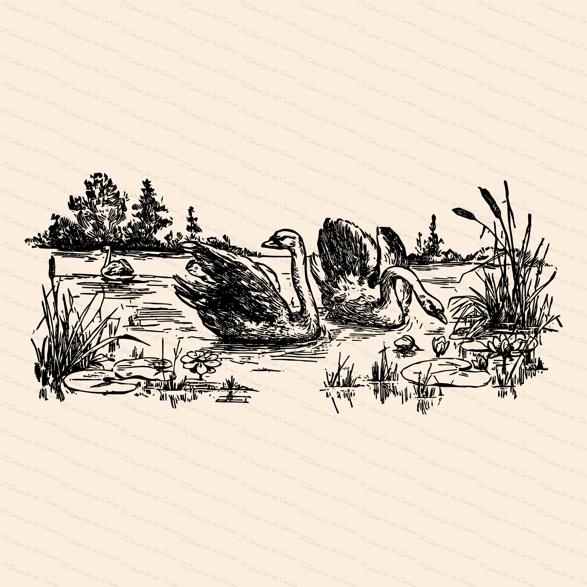 Victorian Swans in Lake With Water Lilies and Cattails | Antique