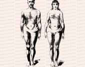 Vintage Edwardian Anatomical Clipart | Antique Comparison of Size and Form of Male and Female Bodies SVG PNG JPG