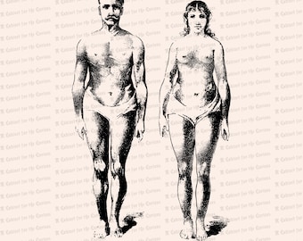 Vintage Edwardian Anatomical Clipart | Antique Comparison of Size and Form of Male and Female Bodies SVG PNG JPG