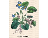 Victorian Floral Vector Clip Art | Antique Sweet Violet Flower | Vintage Botanical Color Plate | Instant Download PNG JPG SVG