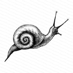 escargot victorien | Antique vintage Garden Snail Mollusca Vector Clip Art SVG PNG JPG Téléchargement numérique instantané