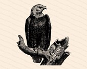 Vintage Bald Eagle | Antique Victorian Eagle Haliaeetus leucocephalus | Patriotic Clipart | Instant Digital Download SVG PNG JPG