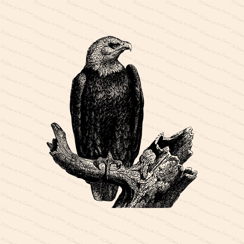 Vintage Bald Eagle Antique Victorian Eagle Haliaeetus leucocephalus Patriotic Clipart Instant Digital Download SVG PNG JPG image 1