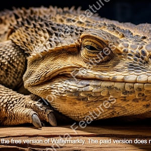 Bearded Dragon Laser Etch Wood File: 3D Illusion PNG SVG (Digital Download)