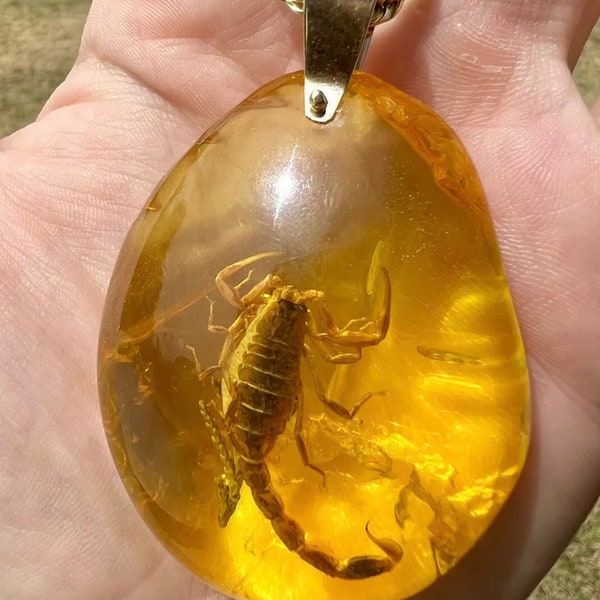 14k Solid Yellow Gold Large Amber with Scorpion inside Unique Unusual Pendant