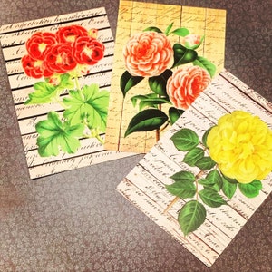 Juego de postales de rosas silvestres