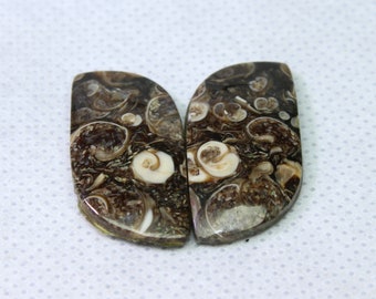 May include: Two polished, semi-circular gemstones. The stones feature a swirling pattern of brown, cream, and white, resembling fossilized shells or intricate natural formations. The polished surface reflects light, highlighting the detailed patterns.