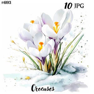 Crocus blanc JPG, clipart fleur de printemps, Pâques floral, illustrations de crocus parfaites pour la sublimation et l'artisanat.