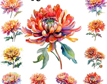 Aquarelle chrysanthème clipart, fleur de naissance PNG pour téléchargement immédiat