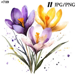 May include: Watercolor painting of a bouquet of purple, yellow, and white crocuses with green leaves and yellow and purple watercolor splatters on a white background.