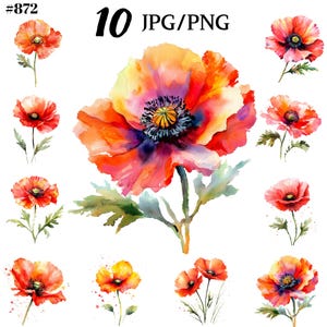 Clipart coquelicot aquarelle - téléchargement immédiat pour un usage commercial