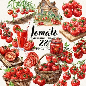 Imágenes prediseñadas de ilustración de tomate en acuarela, archivos PNG de alta calidad, imágenes prediseñadas de verduras, imágenes prediseñadas de verano, gráficos imprimibles, uso comercial