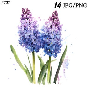 Clipart jacinthes bleus aquarelle pour travaux manuels de Pâques et décoration printanière.