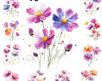 Watercolor Cosmos Clipart, Watercolor Flowers  - Transparent Background, Instant Download
